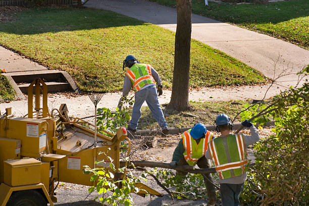 How Our Tree Care Process Works  in  Tenafly, NJ